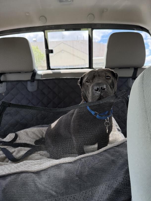 Picture of the Animal Listed